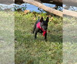 Small #3 Mutt
