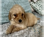 Small Photo #42 Goldendoodle (Miniature) Puppy For Sale in PENSACOLA, FL, USA