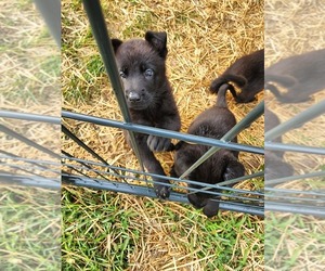 German Shepherd Dog Puppy for sale in PROMISE CITY, IA, USA