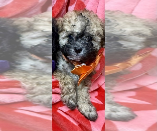 Medium Photo #4 ShihPoo Puppy For Sale in SALEM, OR, USA