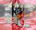 Small #3 ShihPoo