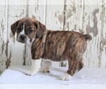 Small Photo #3 Beabull Puppy For Sale in FREDERICKSBURG, OH, USA