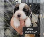 Image preview for Ad Listing. Nickname: Daisy