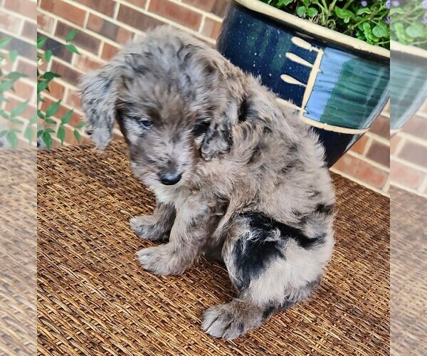 Medium Photo #6 Aussiedoodle Puppy For Sale in COLUMBIA, TN, USA