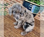 Small #5 Aussiedoodle