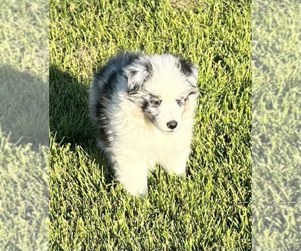 Medium Photo #17 Shetland Sheepdog Puppy For Sale in FORT MORGAN, CO, USA