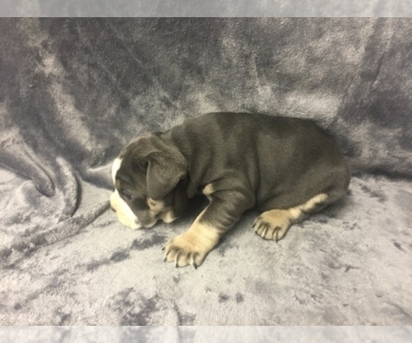 Medium Photo #2 Olde English Bulldogge Puppy For Sale in CHETEK, WI, USA