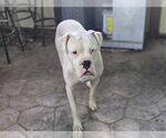 Small #1 Boxer