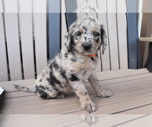 Miniature Labradoodle Puppy for sale in SHILOH, OH, USA