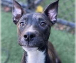 Mutt Dogs for adoption in Canton, CT, USA