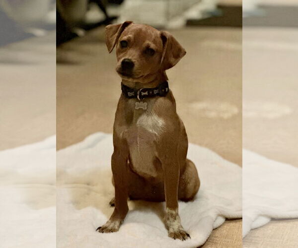 Medium Photo #1 Chihuahua-Unknown Mix Puppy For Sale in Westwood, NJ, USA