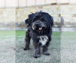 Small Lhasa Apso Mix