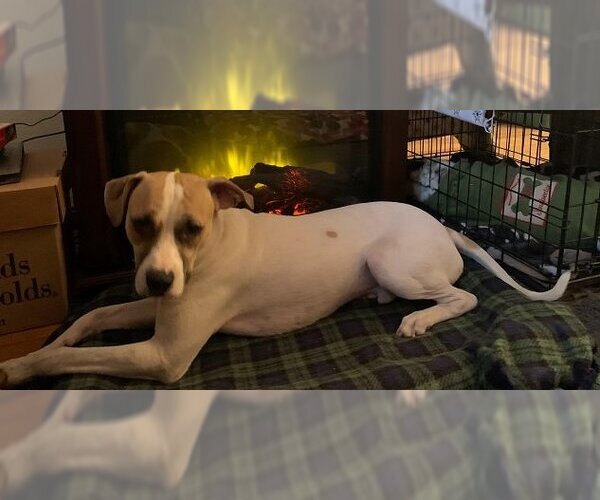 Medium Photo #45 Mutt Puppy For Sale in Spring, TX, USA