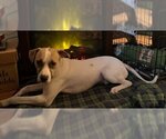 Small #44 Mutt