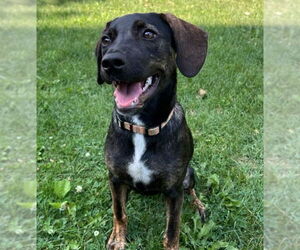 Labrador Retriever-Unknown Mix Dogs for adoption in Brooklyn Center, MN, USA