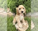 Small #3 Cocker Spaniel