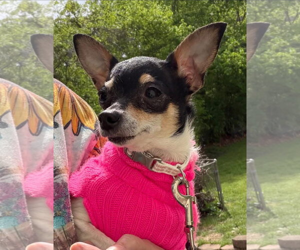 Medium Photo #2 Chihuahua-Unknown Mix Puppy For Sale in Hillsboro, MO, USA