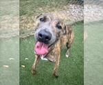 Small #1 American Pit Bull Terrier Mix