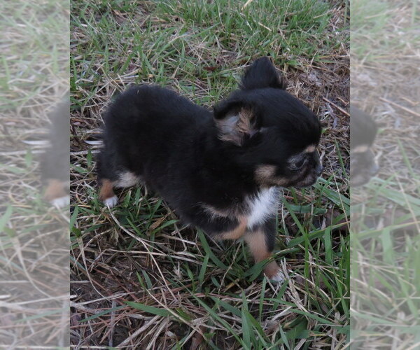 Medium Photo #11 Chihuahua Puppy For Sale in HAYES, VA, USA