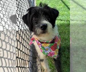 Poodle (Standard)-Unknown Mix Dogs for adoption in Tulsa, OK, USA