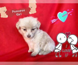 Pom-A-Poo-Pooranian Mix Puppy for sale in SAN FRANCISCO, CA, USA