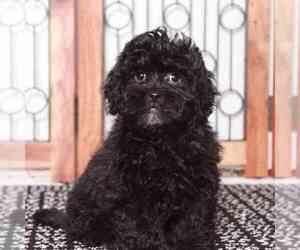 ShihPoo Puppy for sale in NAPLES, FL, USA