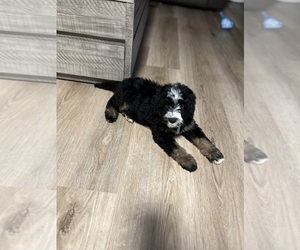 Bernedoodle Litter for sale in MORENO VALLEY, CA, USA