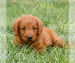 Small #3 Miniature Labradoodle