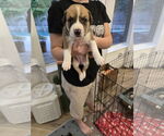 Small #7 Labrador Retriever