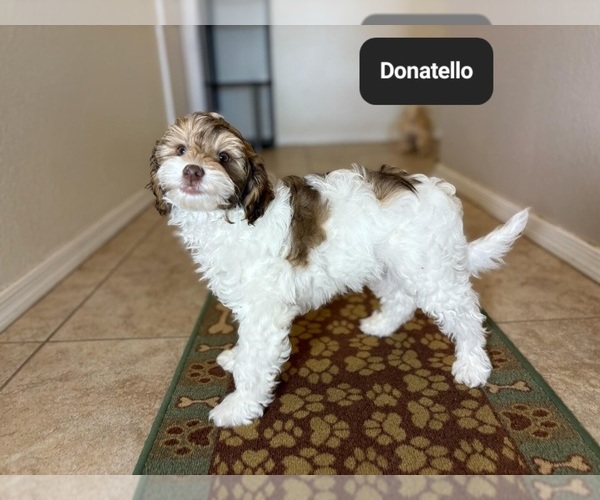 Medium Photo #10 Poovanese Puppy For Sale in TUCSON, AZ, USA