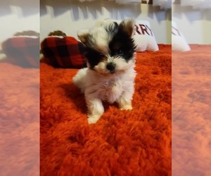 Yorkshire Terrier Puppy for sale in AMARILLO, TX, USA