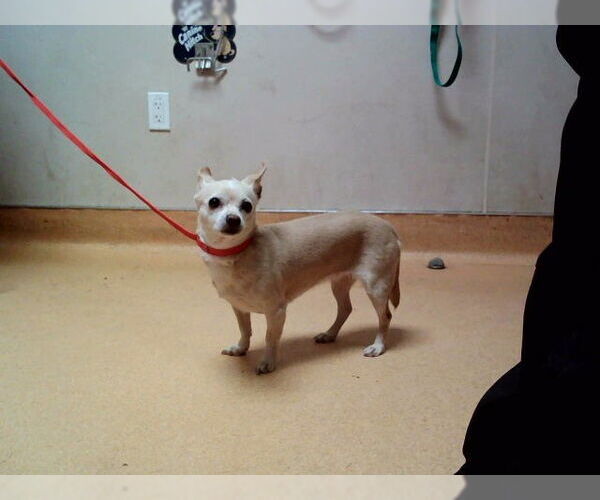 Medium Photo #1 Chihuahua Puppy For Sale in Martinez, CA, USA