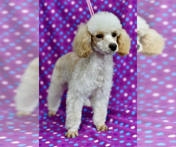 Medium Photo #1 Bernedoodle (Miniature) Puppy For Sale in STERRETT, AL, USA