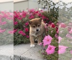 Small #5 Shiba Inu