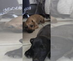 Small Photo #4 Chihuahua-Unknown Mix Puppy For Sale in NYC, NY, USA