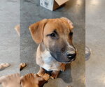 Small #3 Boxer Mix