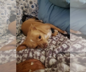 Father of the Chiranian-Golden Retriever Mix puppies born on 06/17/2025