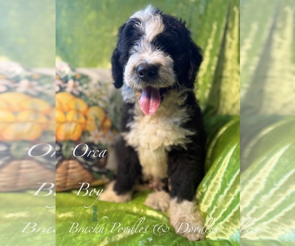 Medium Photo #2 Golden Mountain Doodle  Puppy For Sale in SAINT CLOUD, MN, USA