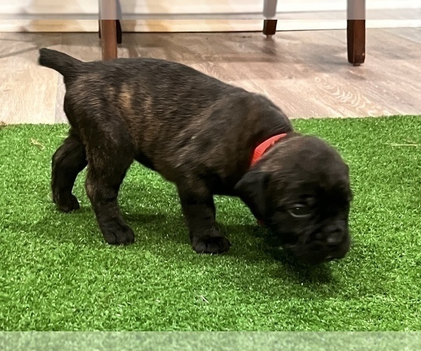 Medium Photo #2 Cane Corso Puppy For Sale in MARION, NC, USA