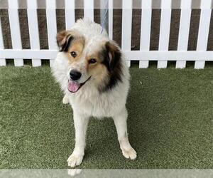 Australian Shepherd-Unknown Mix Dogs for adoption in Modesto, CA, USA