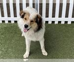 Small Australian Shepherd Mix