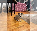 Small #1 Huskies -Labrador Retriever Mix