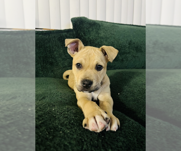 Medium Photo #4 Mutt Puppy For Sale in Dana Point, CA, USA
