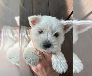 West Highland White Terrier Puppy for sale in YORKTOWN, IN, USA
