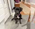 Small American Pit Bull Terrier Mix