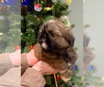 Small Photo #2 Shih Tzu Puppy For Sale in ASHBURNHAM, MA, USA