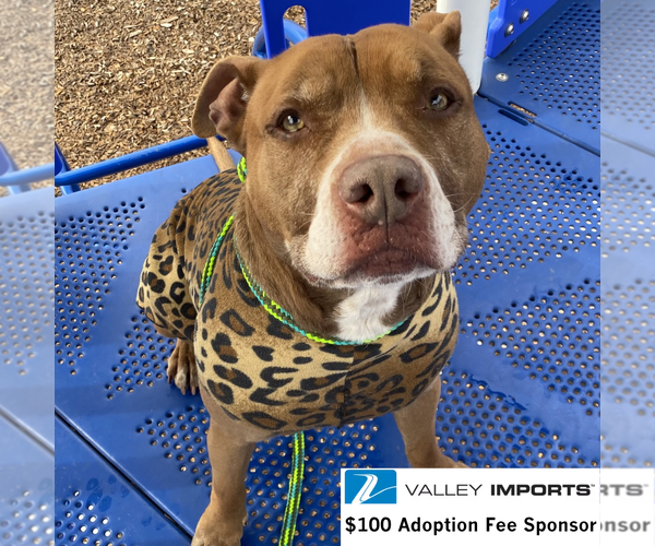 Medium Photo #2 Mutt Puppy For Sale in Fargo, ND, USA