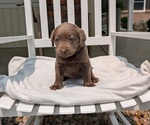 Small #3 Labrador Retriever