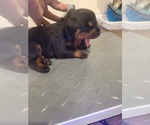 Small Photo #9 Rottweiler Puppy For Sale in EUSTIS, FL, USA