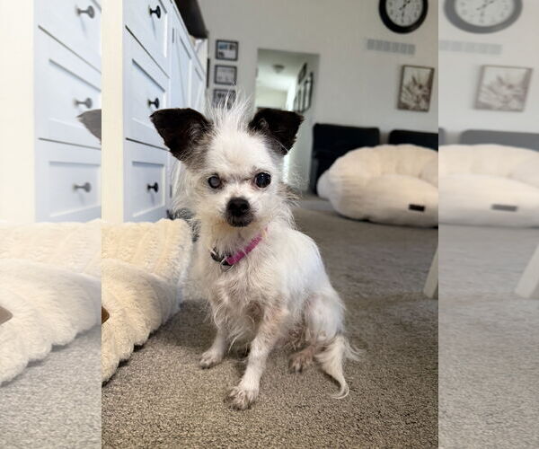 Medium Photo #3 Maltese Puppy For Sale in Alexandria, KY, USA